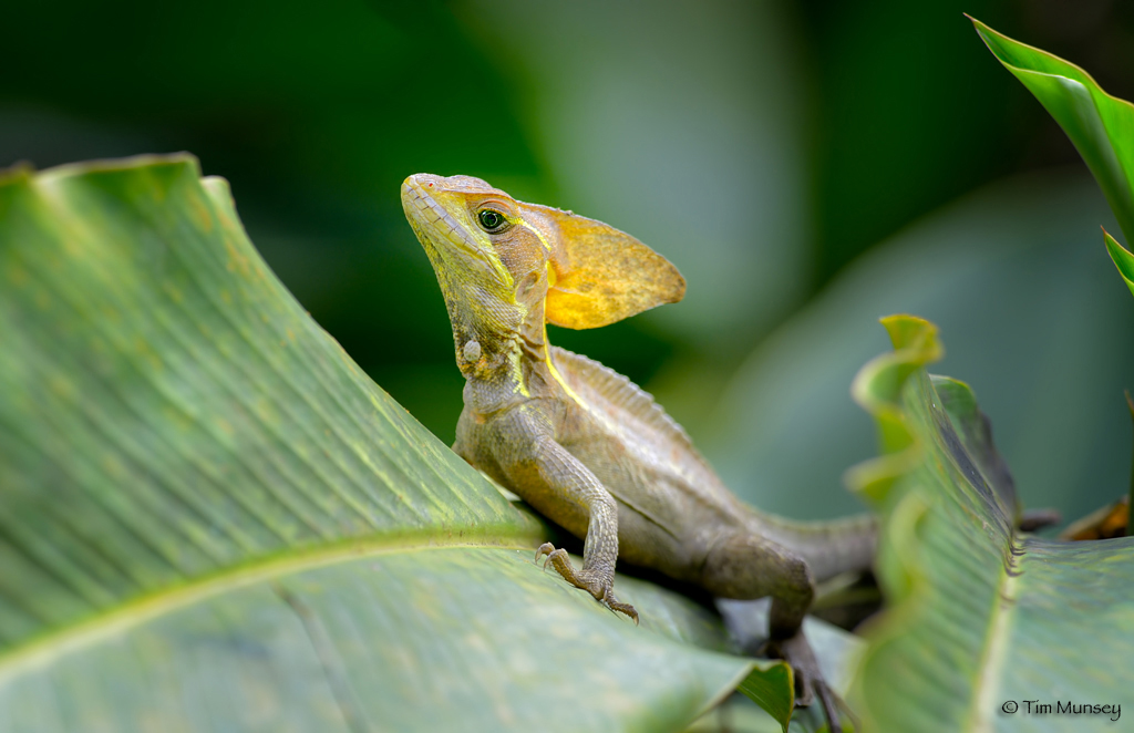 Jesus Lizard